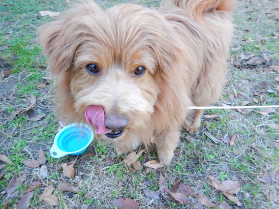ペロリしてる犬の写真