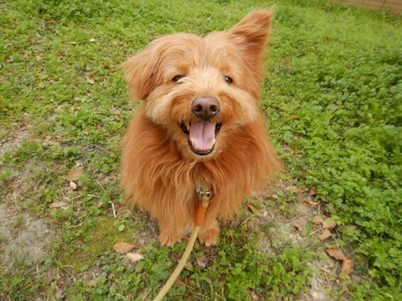 笑顔で片耳を上げている犬の写真