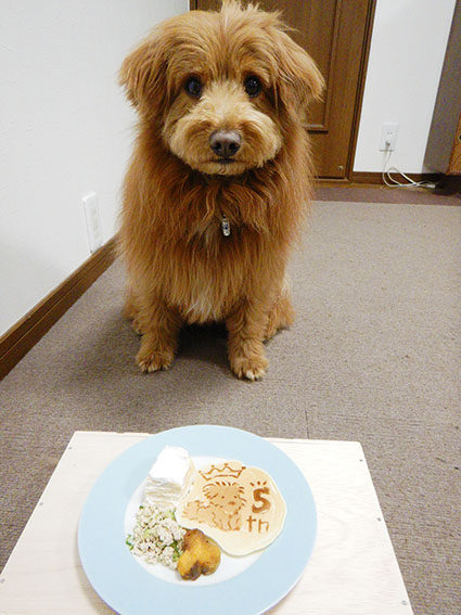 マテさせられてる犬