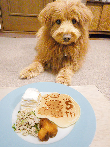 マテさせられている犬の写真