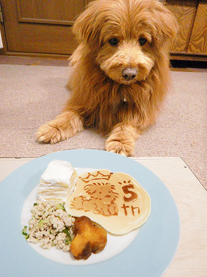 マテさせられている犬の写真