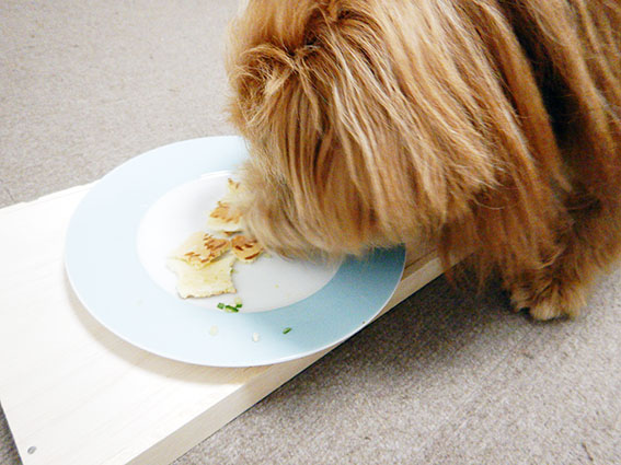 おやつを食べる犬の写真