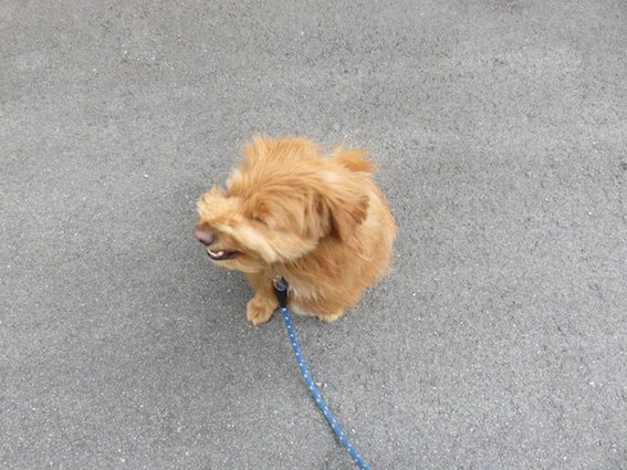 くしゃみする犬の写真