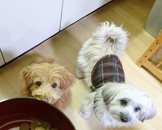 ご飯を待つ犬の写真