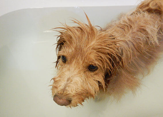 おとなしくお風呂に入る犬の写真