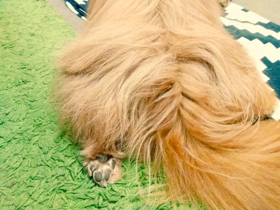 犬の肉球