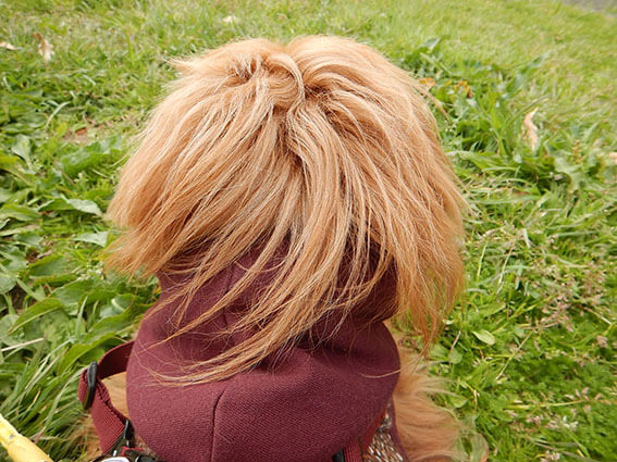 犬の後頭部の写真