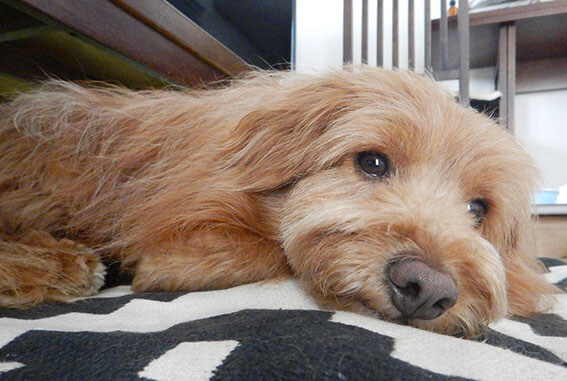 諦め顔の犬