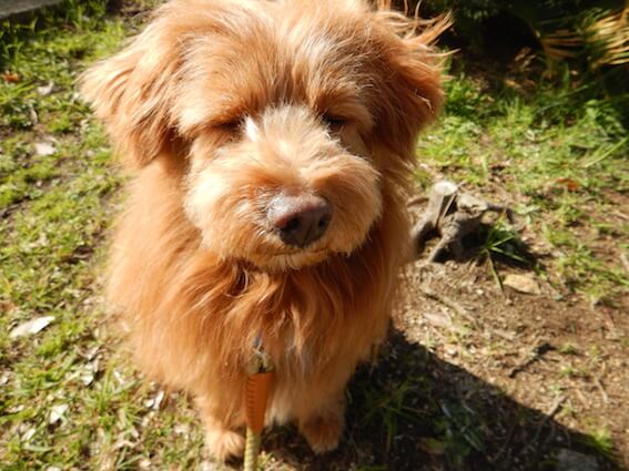 ブスッとした犬の写真