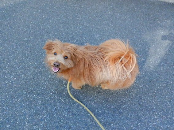 飼い主をニコニコ見上げながら歩く犬