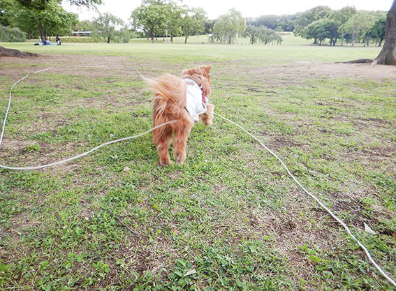 ボールを追いかける犬の後ろ姿