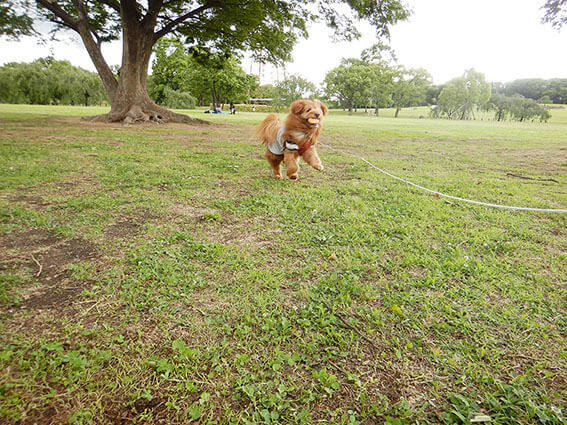 ボールをくわえて帰ってくる犬