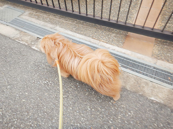 散歩してる犬