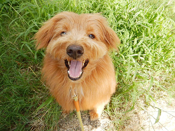 満面の笑顔の犬