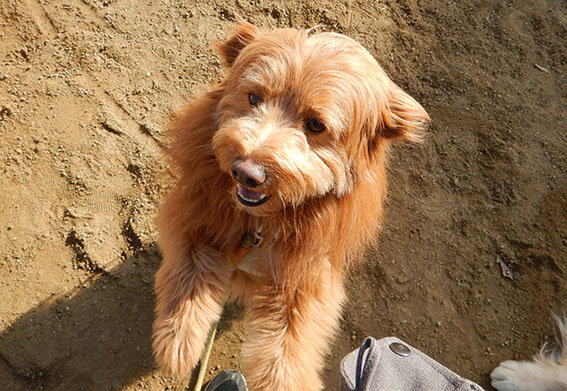 抱っこをせがむ犬