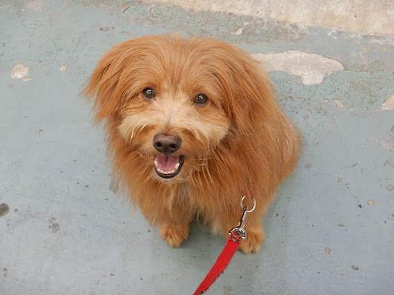 笑顔でおすわりする犬