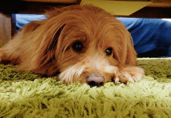 テーブルの下で寝る犬