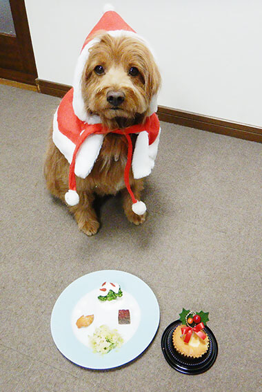 犬用クリスマスプレート