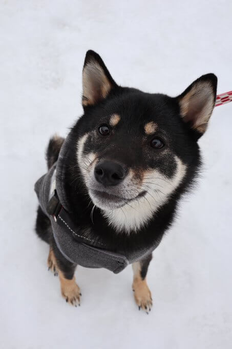 雪の中の黒柴の写真