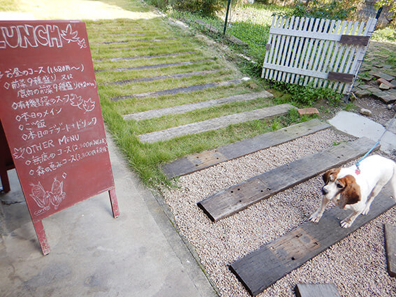 無鹿リゾートの看板犬