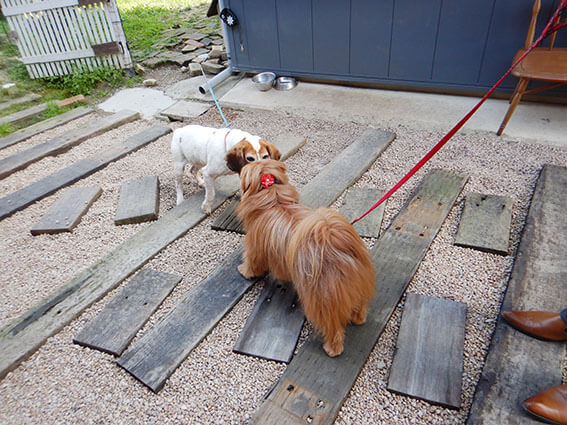 無鹿リゾートの看板犬と挨拶する犬