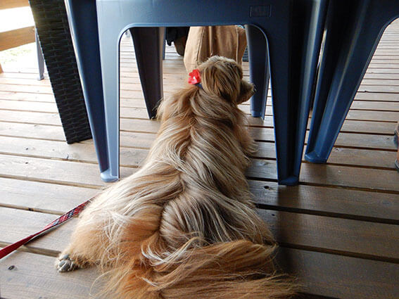 足を広げて伏せする犬の後ろ姿