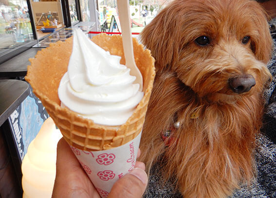 天橋立のソフトクリームと犬