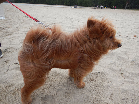 強風で毛がめくれる犬