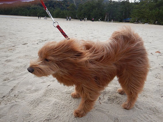 強風で毛がボサボサの犬