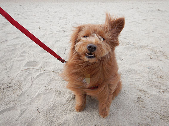 強風で変な顔の犬