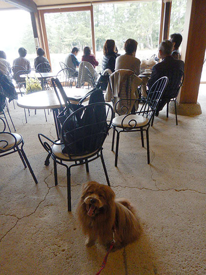 カフェでご機嫌の犬