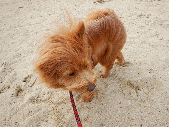 強風に煽られる犬