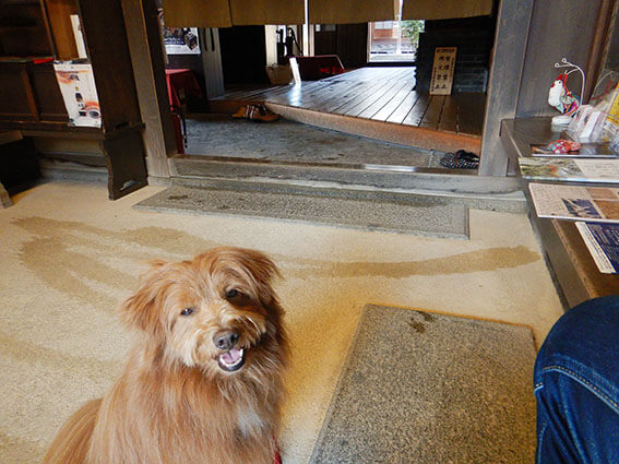 旧尾藤家住宅の土間に入る犬