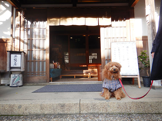 井筒屋の正面玄関にお座りする犬