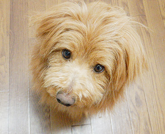 キッチンの足元に待機する犬