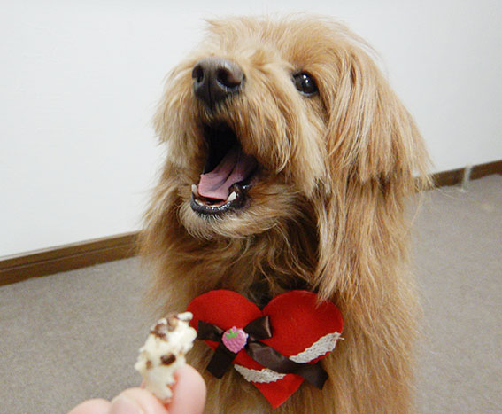 あーんする犬