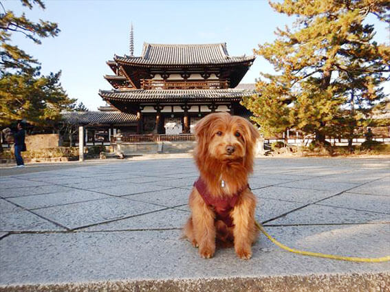 犬と法隆寺