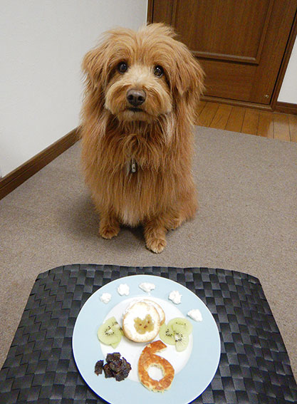 誕生日を祝われる犬