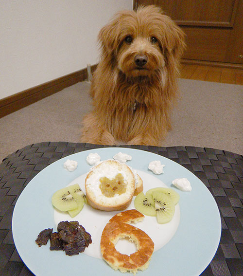 誕生日をお祝いされる犬