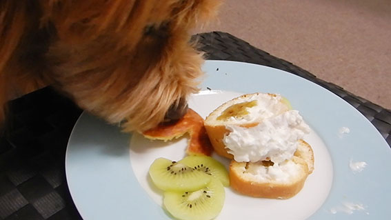 誕生日ケーキを食べる犬
