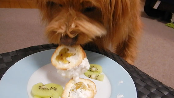 犬用ロールケーキを食べる犬