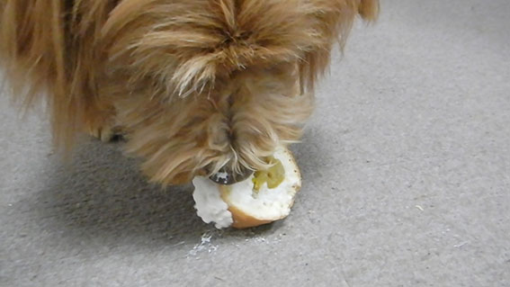 犬用ロールケーキを食べる犬