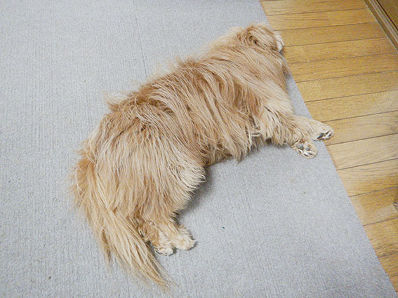 床に寝る犬