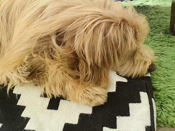 すねて寝ている犬