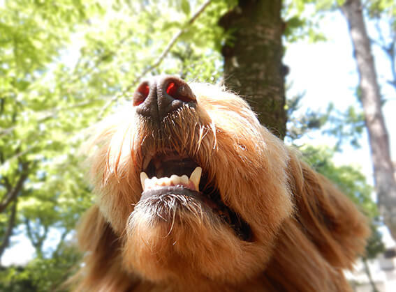 犬の顎の下の写真