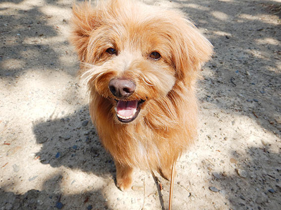 笑顔でおすわりする犬