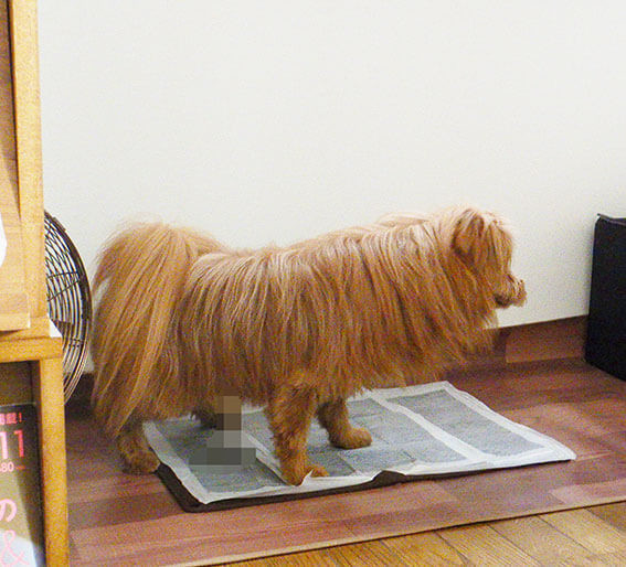 室内トイレでおしっこする犬