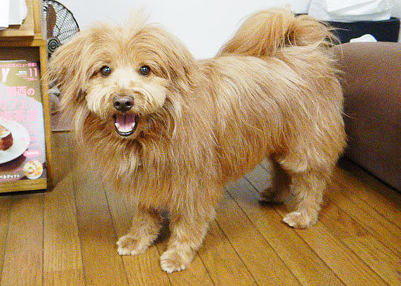 本棚の横で笑顔の犬