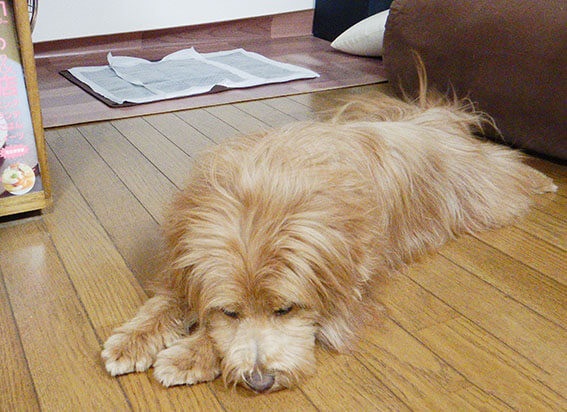 トイレの前で寝る犬