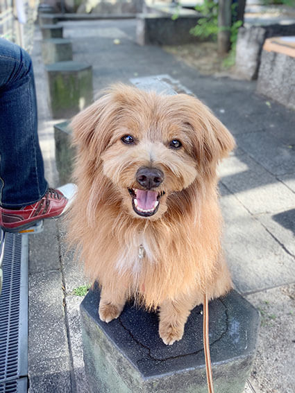 笑顔でこっちを見ている犬